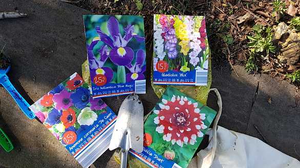 Die 1c pflanzt Fr&uuml;hbl&uuml;her