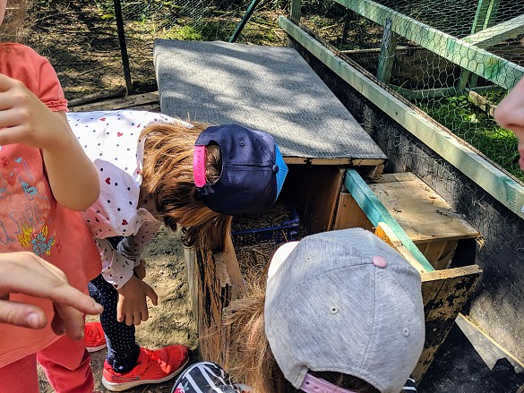 Wir schauen uns die br&uuml;tenden H&uuml;hner an