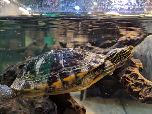 Ab heute heisst sie Schildi