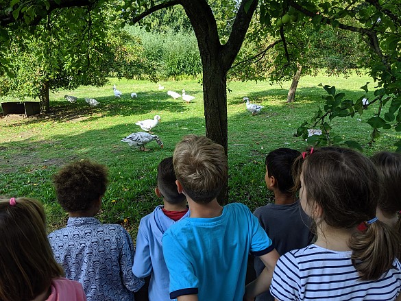 G&auml;nse z&auml;hlen