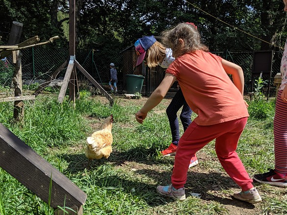 Auf H&uuml;hnerjagd...