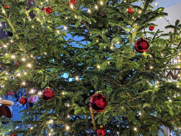 O Tannenbaum