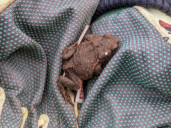 Wilde Tiere auf dem Schulhof: eine Kr&ouml;te!