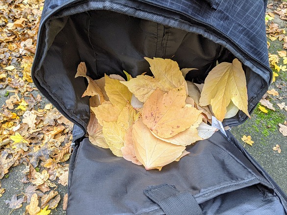 ...und nimmt die sch&ouml;nsten Bl&auml;tter mit nach Hause.